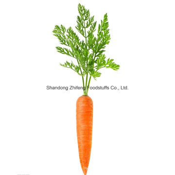 New Crop Carrot From Shandong Province